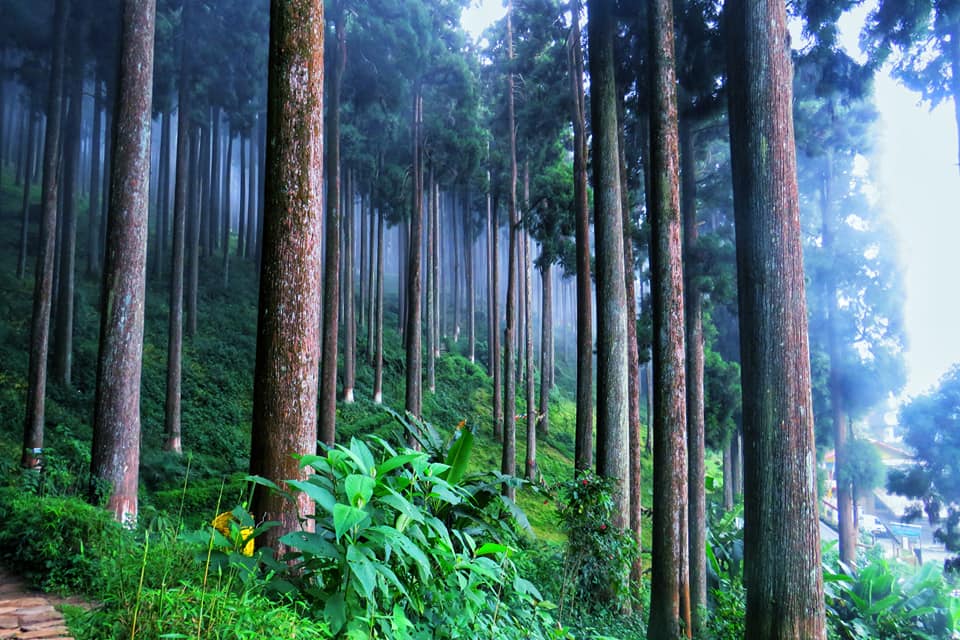 Lamahatta Forest
