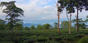 Banarhat Tea Garden