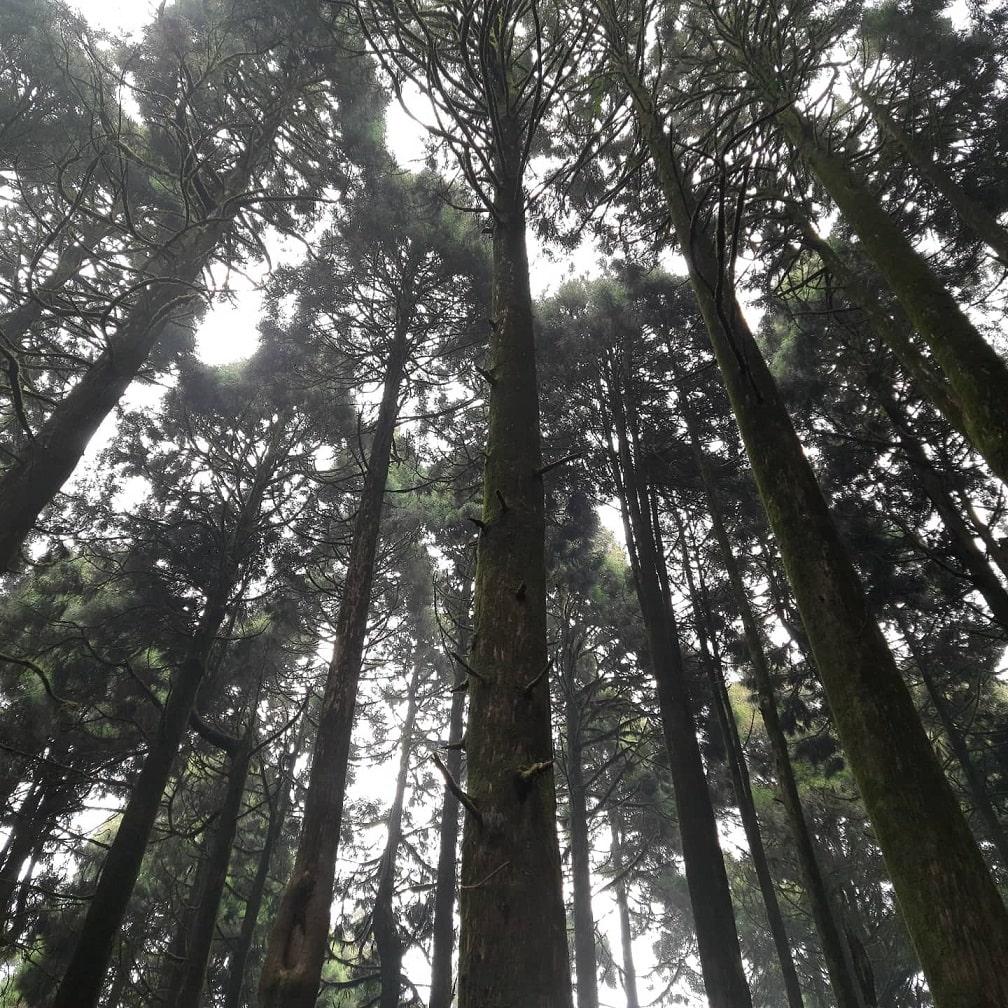 Bagora Forest