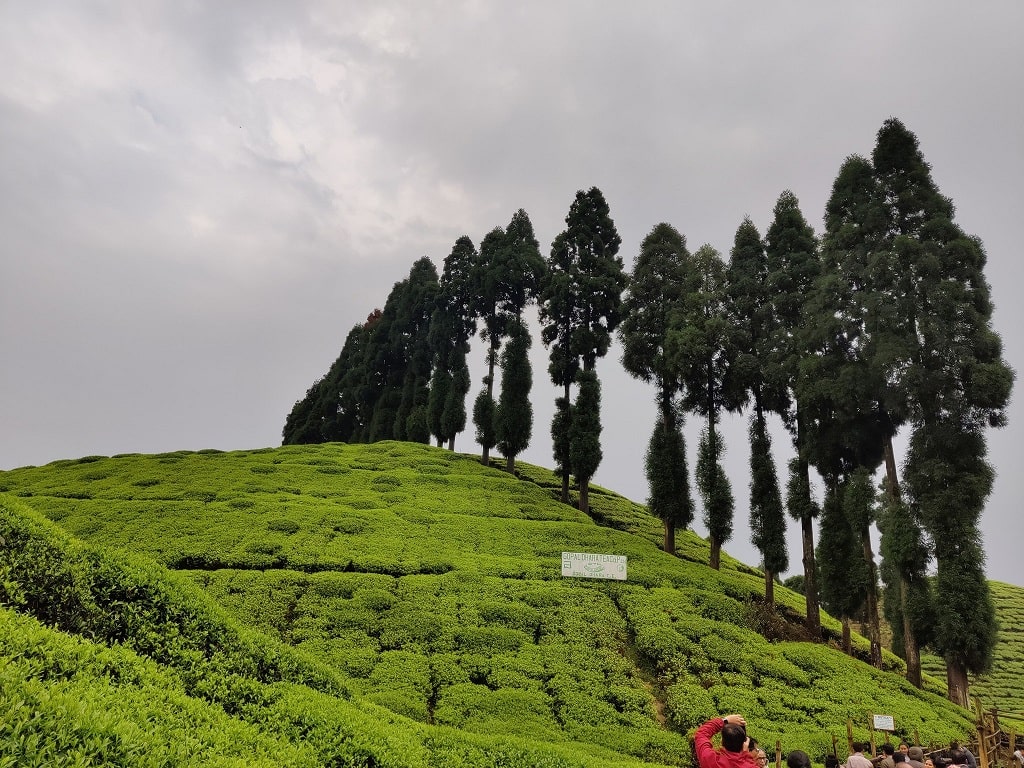 Tabakoshi Tea Garden