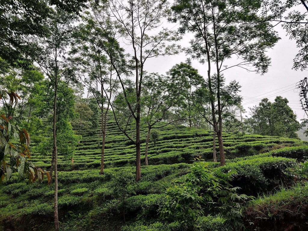 Tabakoshi tea garden